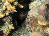 Reef Scorpion Fish